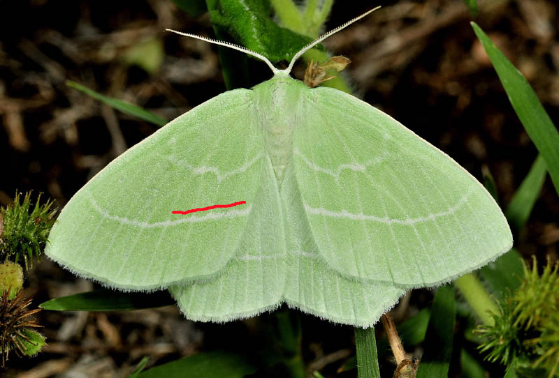 Hemistola chrysoprasaria? Hemistola cfr. siciliana, Geometridae